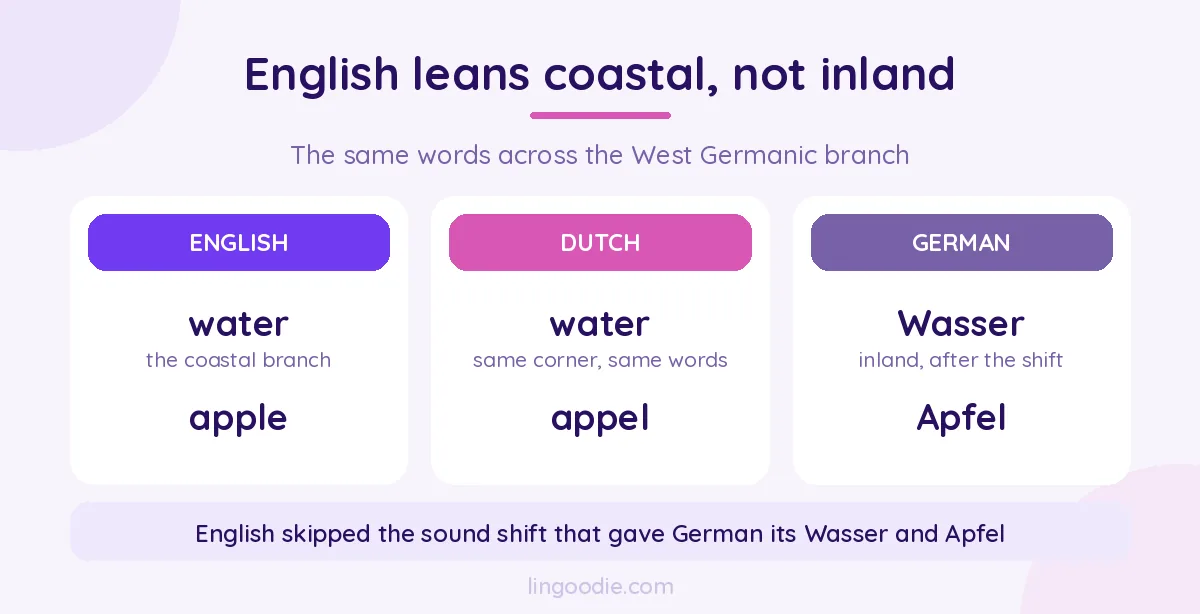 Where English sits in the West Germanic branch, with Frisian as its closest living relative